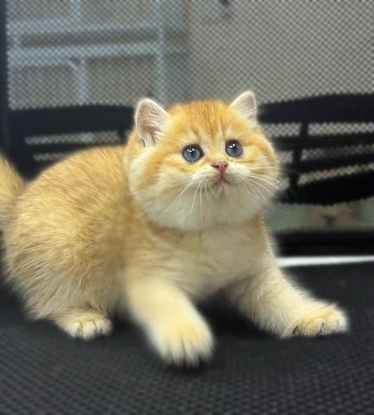 British Shorthair