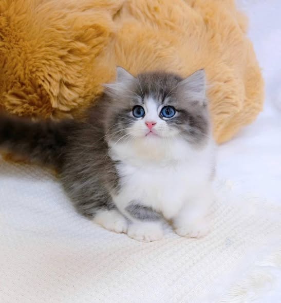 Munchkin Longhair