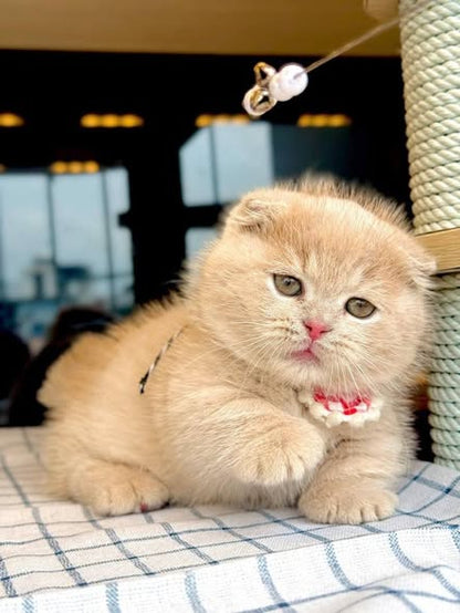 Munchkin Fold