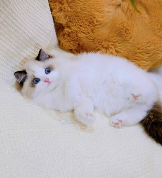 Ragdoll