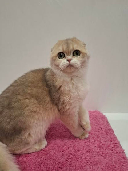 Scottish Fold
