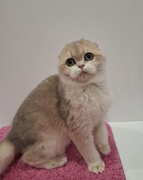 Scottish Fold