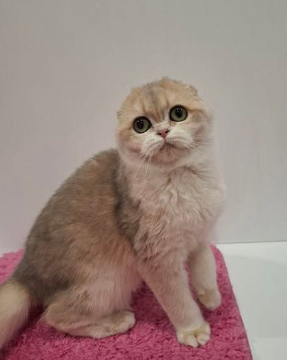 Scottish Fold