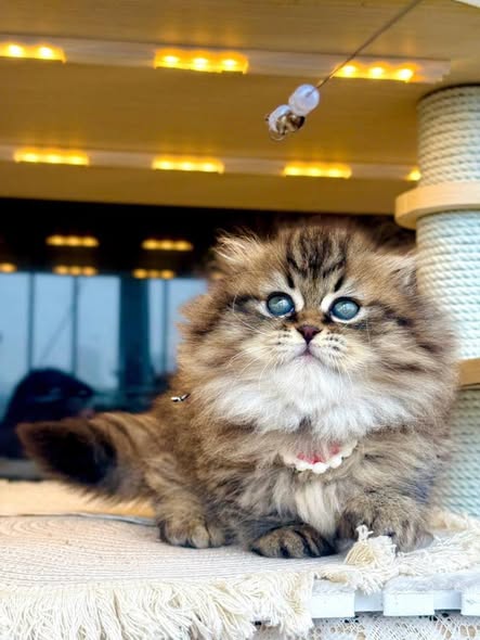 Munchkin Fold Longhair