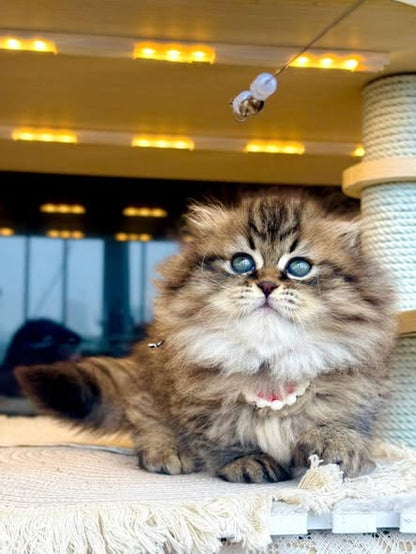Munchkin Fold Longhair