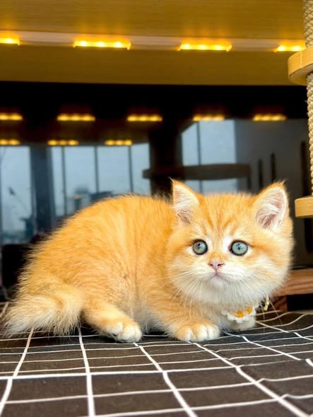 British Shorthair