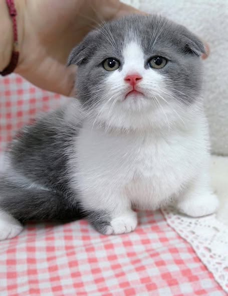 Munchkin Fold