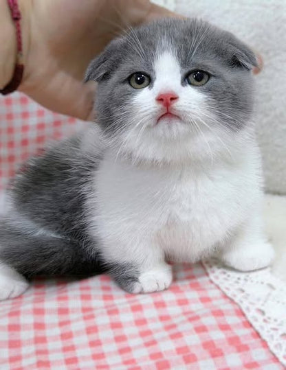 Munchkin Fold