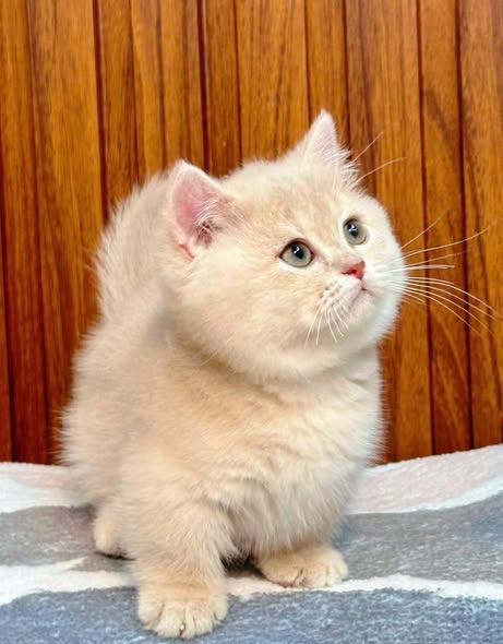 Munchkin