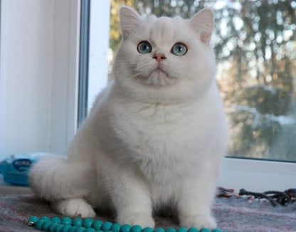 British Shorthair