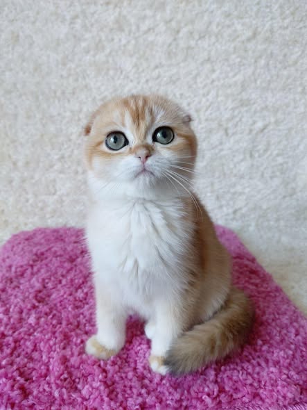 Scottish Fold
