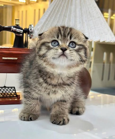 Scottish Fold