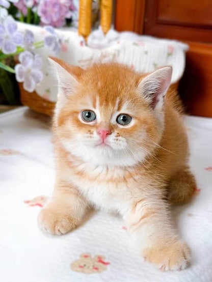 British Shorthair
