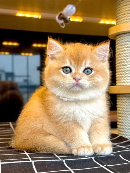 British Shorthair