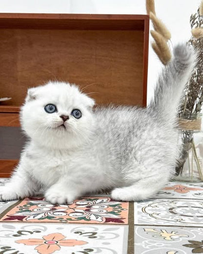 Munchkin Fold