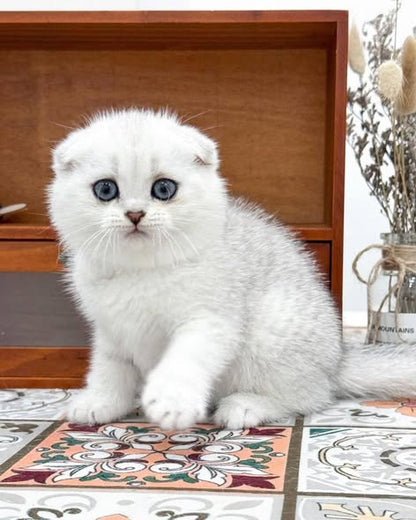 Scottish Fold