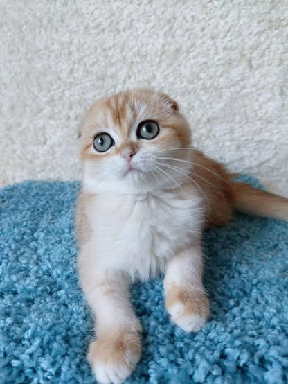 Scottish Fold