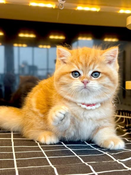 British Shorthair