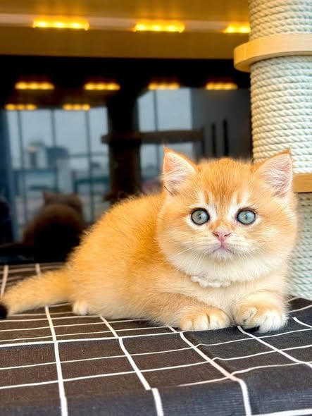 British Shorthair