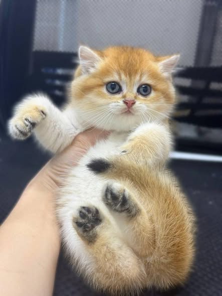 British Shorthair