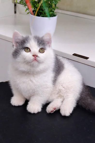 Munchkin