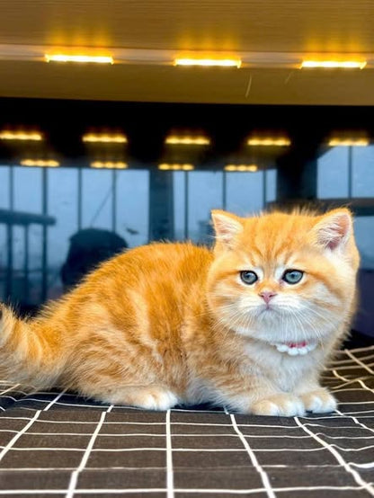 British Shorthair