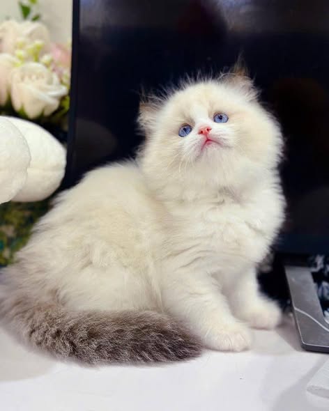 Ragdoll