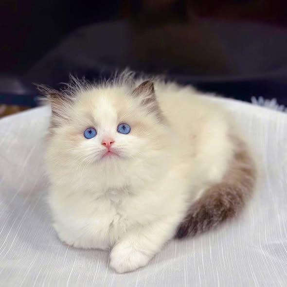 Ragdoll