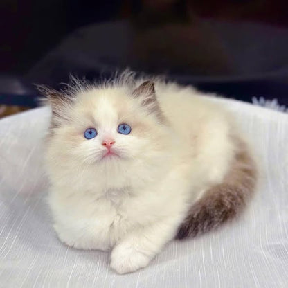 Ragdoll