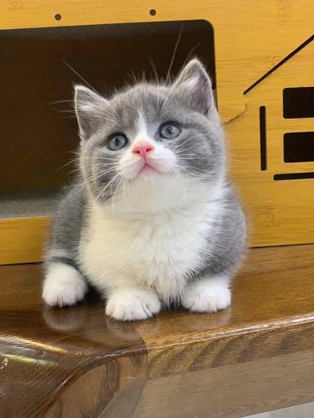 Munchkin
