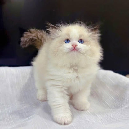 Ragdoll