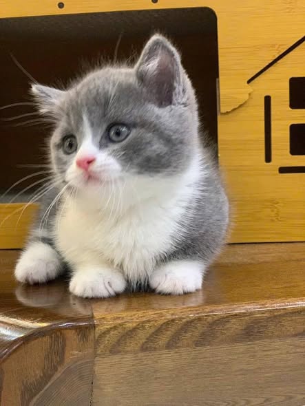 Munchkin