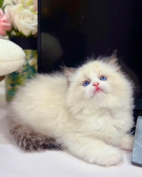 Ragdoll