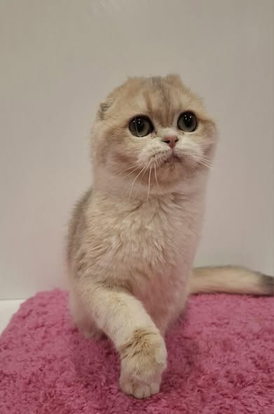 Scottish Fold