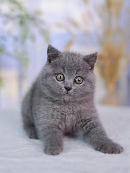 British Shorthair