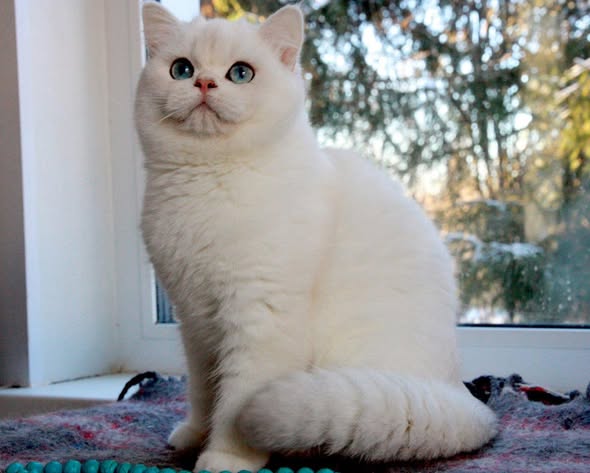 British Shorthair