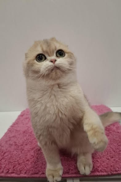 Scottish Fold