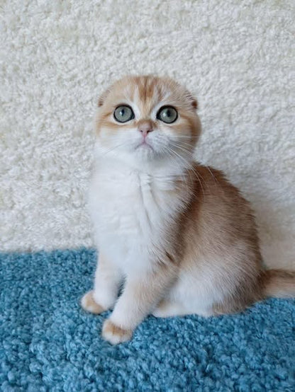 Scottish Fold