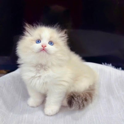 Ragdoll