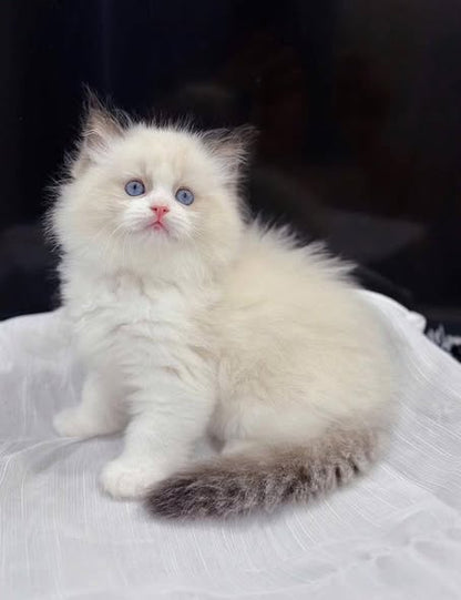 Ragdoll
