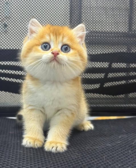 British Shorthair