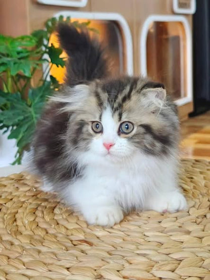 Munchkin Fold Longhair