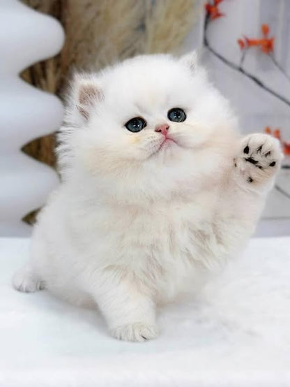 British Longhair