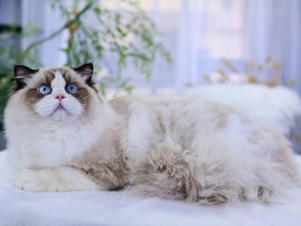 Ragdoll