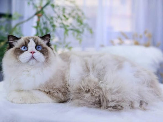 Ragdoll