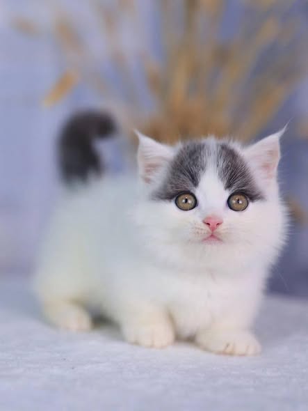Munchkin