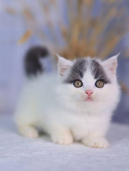 Munchkin