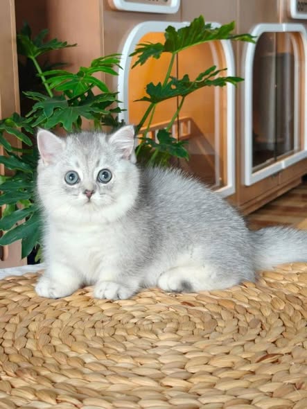 Munchkin