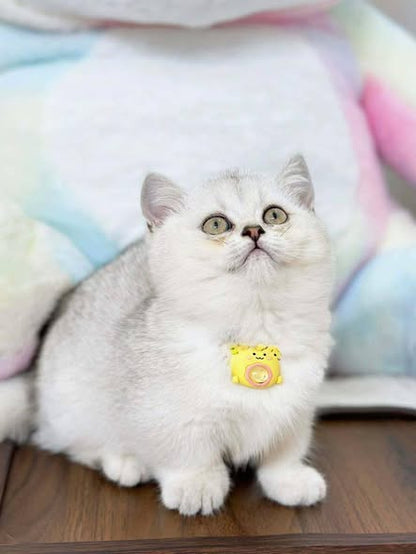 Munchkin