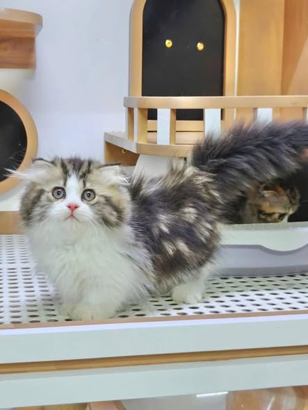 Munchkin Fold Longhair